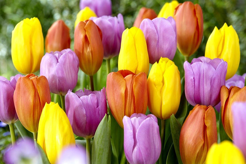 Tulip Tequila Sunrise Collection"Spring Blooming,Tulip Bulnbs !