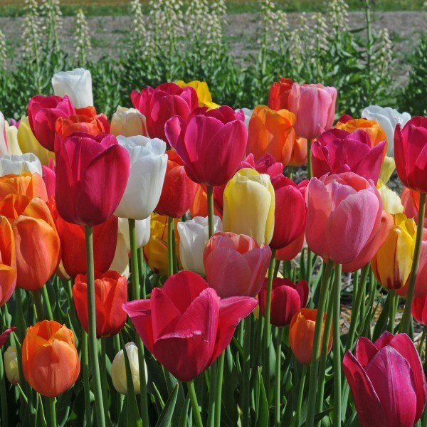 Tulip Tequila Sunrise Collection"Spring Blooming,Tulip Bulnbs !