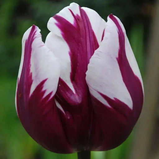 Tulip Triumph Bulb - Rem's Favourite (Bulbs),12/+cm, Now shipping ! - Caribbean garden seed