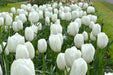 Tulip 'White Dream' BULBS)  SPRING Flowers - Caribbean garden seed