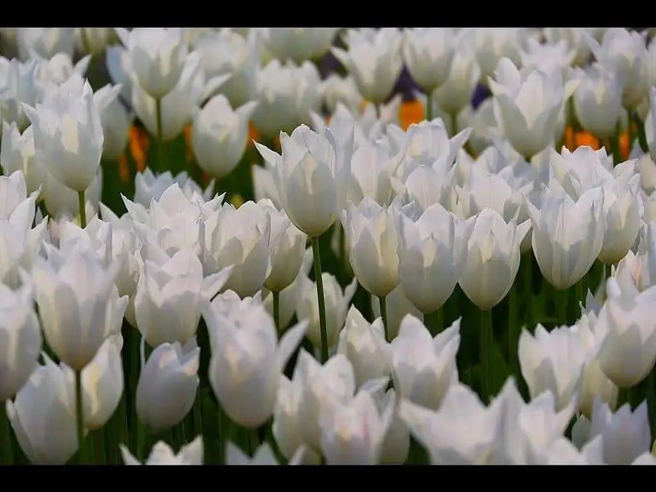 TULIP white triumphator Lily Flowering - Caribbean garden seed