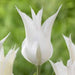 TULIP white triumphator Lily Flowering - Caribbean garden seed