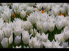 TULIP white triumphator Lily Flowering - Caribbeangardenseed