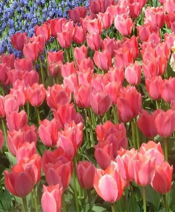 Tulipa emperor 'Albert Heijn'( Bulbs) Spring Blooming - Caribbeangardenseed