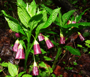European Scopolia flowers Seeds - Scopolia Carniolica - Caribbean garden seed