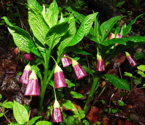 European Scopolia flowers Seeds - Scopolia Carniolica - Caribbean garden seed
