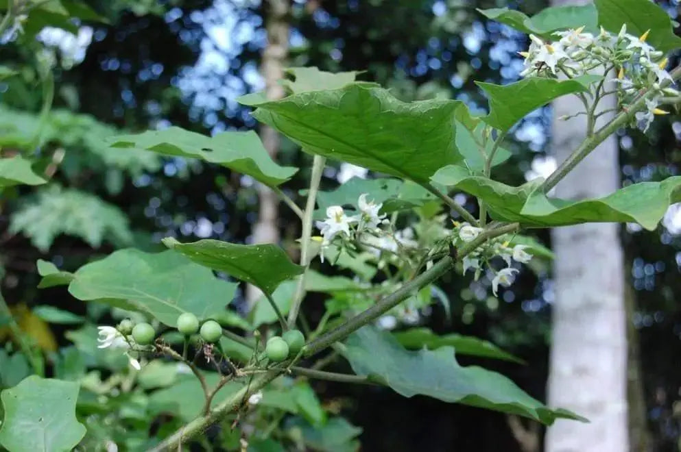 Turkey berry ,Pea Eggplant Seed, Asian Vegetable - Caribbeangardenseed