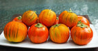 Turkish Orange Eggplant Seeds-ANNUAL VEGETABLE - Caribbean garden seed