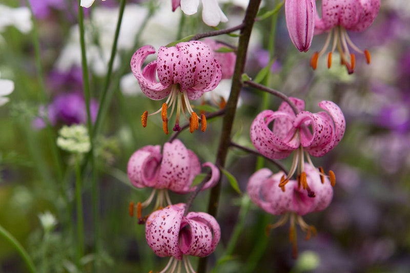 Turk's Cap Lily SEEDS- Pink - Caribbean garden seed