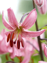Turk's Cap Lily SEEDS- Pink - Caribbean garden seed