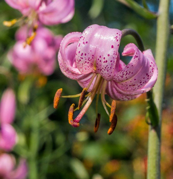 Turk's Cap Lily SEEDS- Pink - Caribbean garden seed