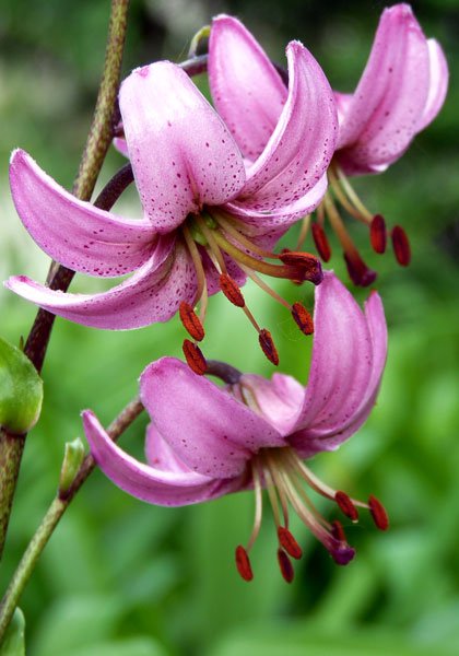 Turk's Cap Lily SEEDS- Pink - Caribbean garden seed