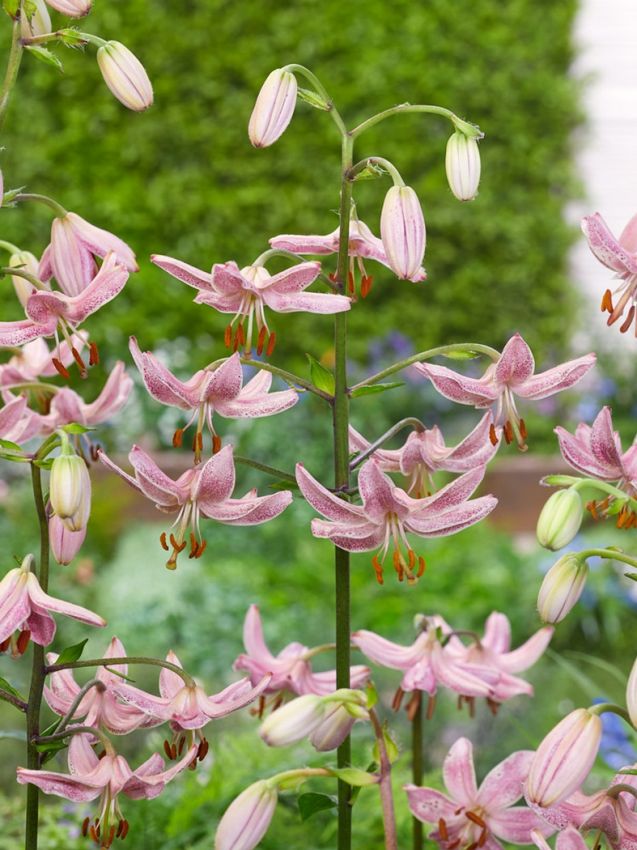 Turk's Cap Lily SEEDS- Pink - Caribbean garden seed