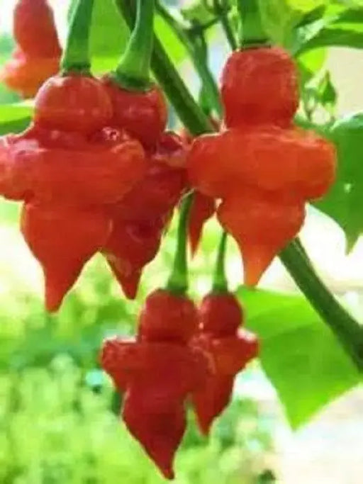 Turks Cap,'RED Pepper - 10 Seeds (Capsicum annuum) HOT - Caribbeangardenseed