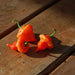 Turks Cap,'RED Pepper - 10 Seeds (Capsicum annuum) HOT - Caribbeangardenseed