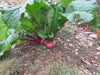 Turnip Seeds,Red Round Japanese Turnip, leafy tops are pink-ribbed and tender ! - Caribbean garden seed