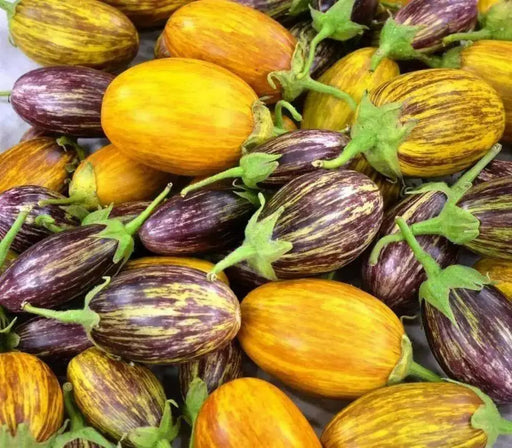 UDMALBET EGGPLANT- Open-Pollinated ,Organic Non-GMO - Caribbean garden seed