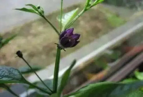 Ulupica Hot Pepper Capsicum cardenasii,10 Seeds,  FROM Bolivia , extremely rare. - Caribbean garden seed