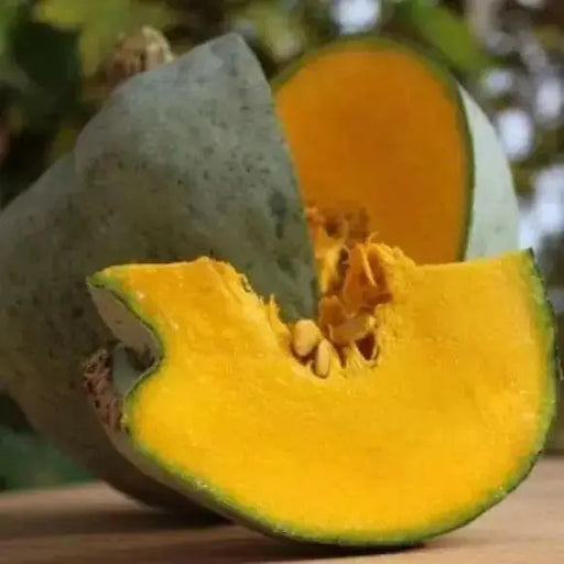 UTE Indian WINTER Squash Seeds, - Caribbean garden seed