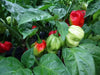 VANERO HOT Pepper Seeds, Capsicum chinense - Caribbean garden seed