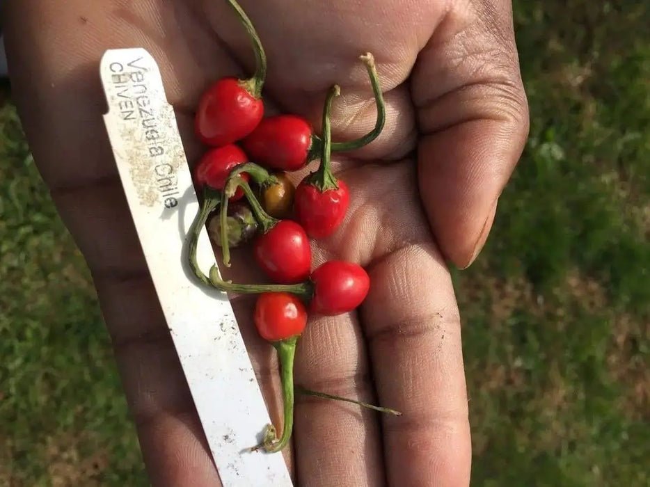 Venezuela Hot Pepper -10 Seeds, (Capsicum annuum) Very rare ,Edible Ornamental - Caribbeangardenseed