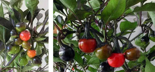 VENEZUELAN PURPLE Pepper Seeds~ EDIBLE/ORNAMENTAL, Capsicum annum - Caribbean garden seed