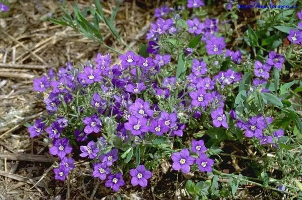 Venus's Looking Glass, Flowers Seed, Legousia pentagonia 'excellent ground cover. - Caribbeangardenseed