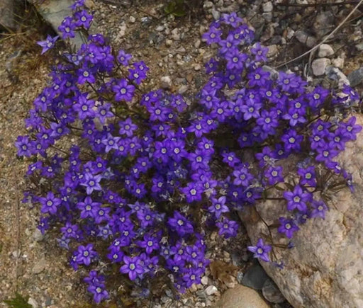 Venus's Looking Glass, Flowers Seed, groundcover. - Caribbean garden seed