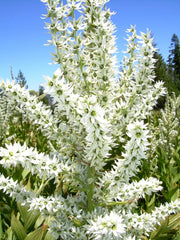 Veratrum album (White Hellebore) Seeds - Caribbean garden seed