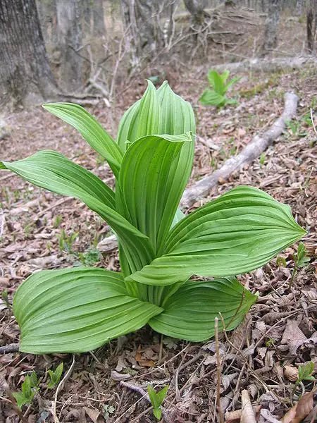 Veratrum album (White Hellebore) Seeds - Caribbean garden seed
