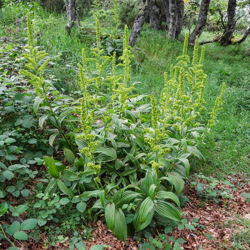 Veratrum album (White Hellebore) Seeds - Caribbean garden seed