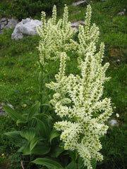 Veratrum album (White Hellebore) Seeds - Caribbean garden seed