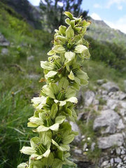 Veratrum album (White Hellebore) Seeds - Caribbean garden seed