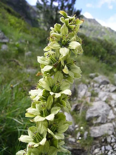Veratrum album (White Hellebore) Seeds - Caribbean garden seed