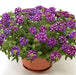 Verbena Cascade Purple Shades With Eye' ( 10  seeds ) GREAT IN CONTAINERS ! - Caribbean garden seed