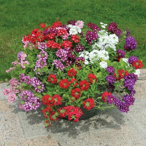 Verbena Seeds - Obsession Cascade Mix - Caribbean garden seed
