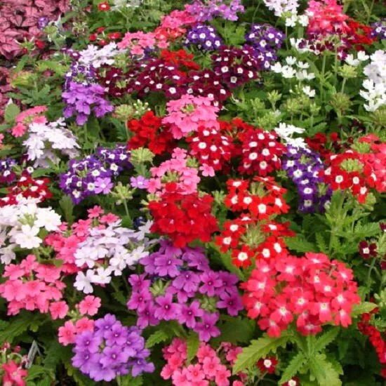 Verbena Seeds - Obsession Cascade Mix - Caribbean garden seed