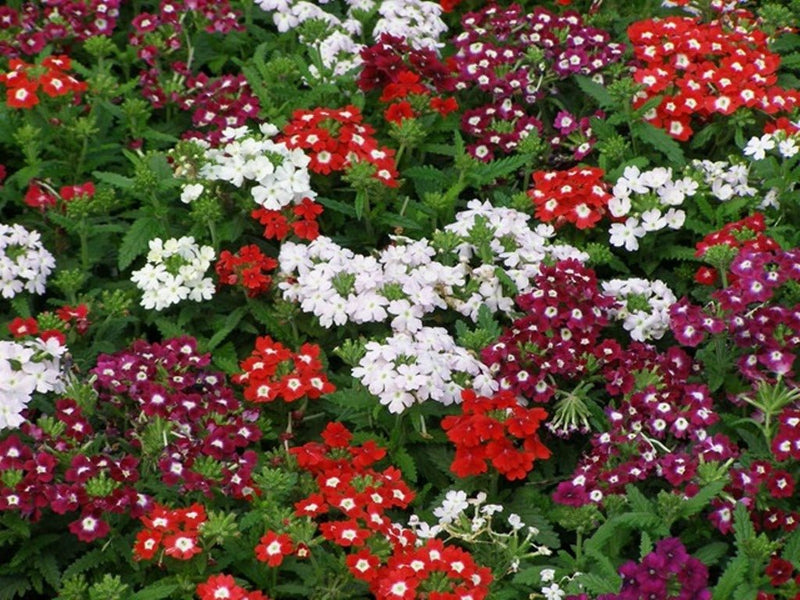 Verbena Seeds - Obsession Cascade Mix - Caribbean garden seed