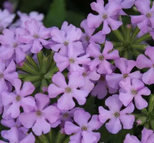 Verbena Vanessa Purple ( 2 STARTER PLANTS) GREAT IN CONTAINERS ! - Caribbean garden seed