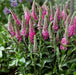 Veronica Ronica Fuchsia ( LIVE STARTER PLANT) - Caribbean garden seed