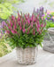 Veronica Ronica Fuchsia ( LIVE STARTER PLANT) - Caribbean garden seed