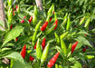 Vietnamese CHILI Pepper SEEDS ( capsicum frutescens) ASIAN VEGETABLE - Caribbean garden seed