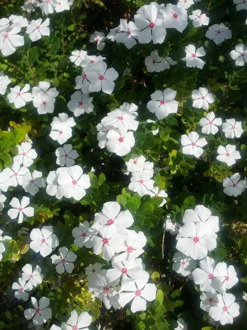 DWARF LITTLE MIX Periwinkle,flowers seed - Caribbeangardenseed