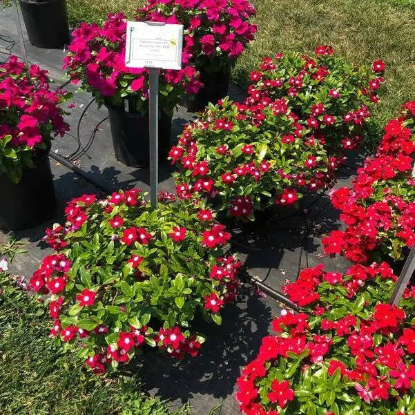 VINCA Periwinkle FLOWERS Seed - Burgundy Halo , ANNUAL - Caribbean garden seed