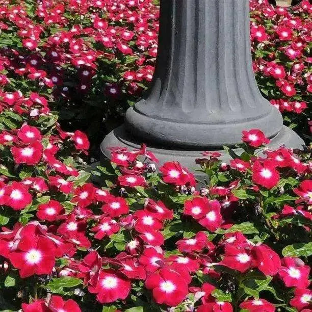 VINCA Periwinkle FLOWERS Seed - Burgundy Halo , ANNUAL - Caribbean garden seed