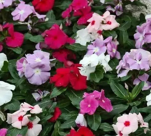 Vinca Periwinkle flowers seed ( Mix) - Annual - Caribbeangardenseed