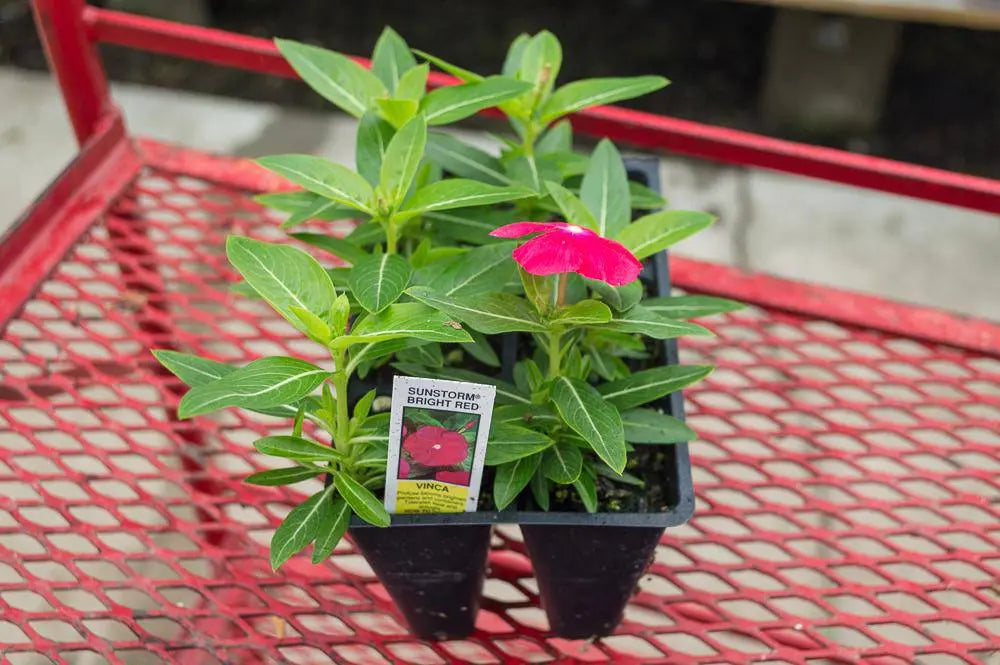 Vinca Periwinkle (sunstorm -BRIGHT RED) - Annual flowers seed - Caribbeangardenseed