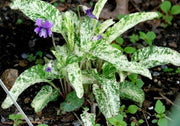 Viola mandshurica 'Fuji Dawn' - Flower Seeds - Caribbean garden seed