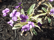 Viola mandshurica 'Fuji Dawn' - Flower Seeds - Caribbean garden seed