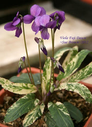 Viola mandshurica 'Fuji Dawn' - Flower Seeds - Caribbean garden seed